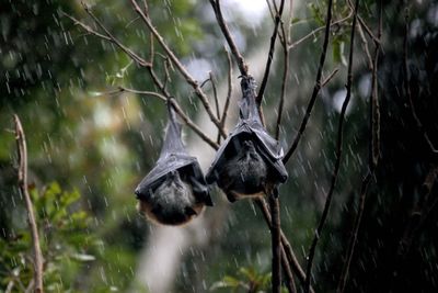 Wings make great raincoats.