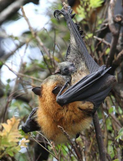 Grey-headed flying-fox gives birth.