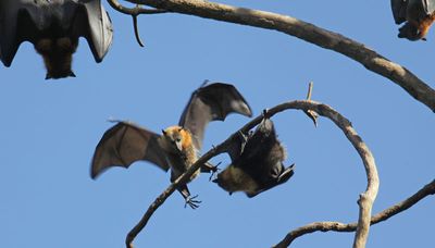 Grey-headed flying-fox about to land.