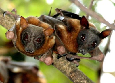 Little red flying-foxes