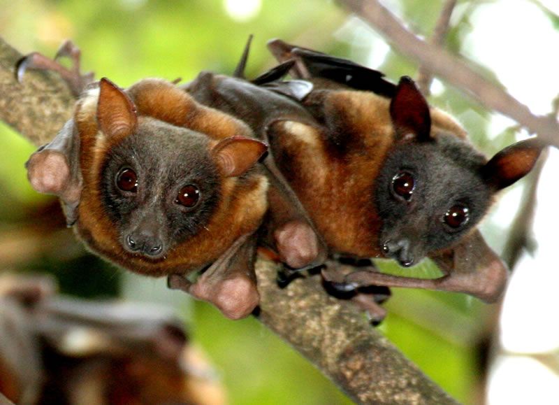 Two grey-headed flying-foxes roosting side by side on a branch