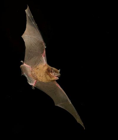 Eastern broad-nosed bat