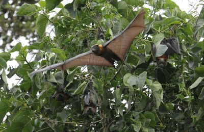 Grey-headed flying-fox takes off.