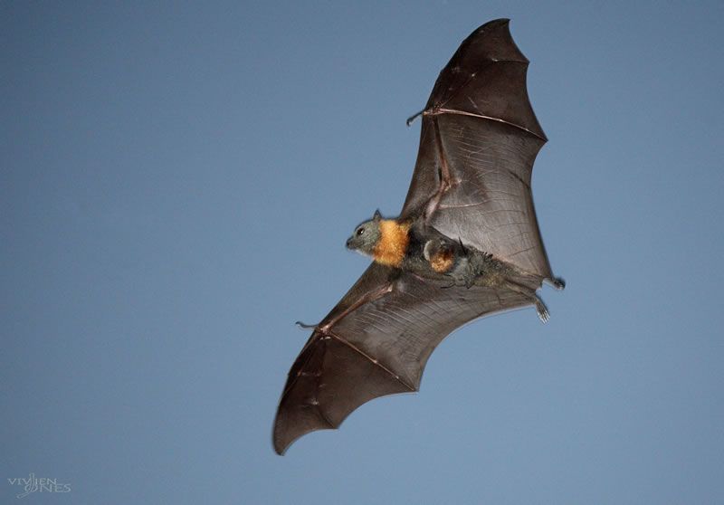 A grey-headed flying-fox in flight carrying its pup above the reserve