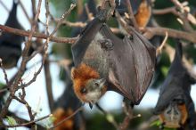 A grey-headed flying-fox, subject of the radio-tracking research