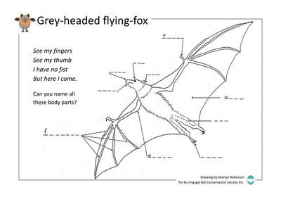 Name the body parts activity sheet preview