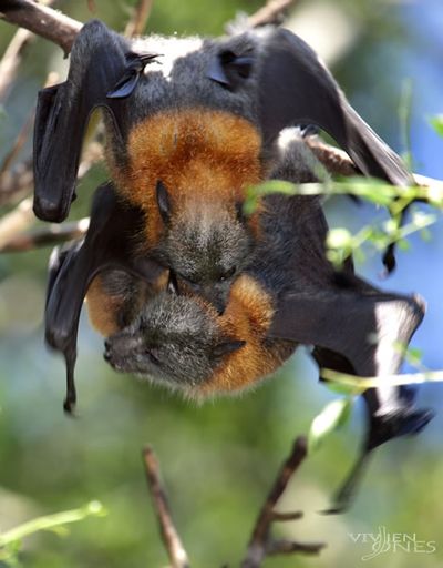 Grey-headed flying-fox mating.