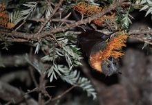 7f_Grevillea_22_Oct_09_9017.jpg