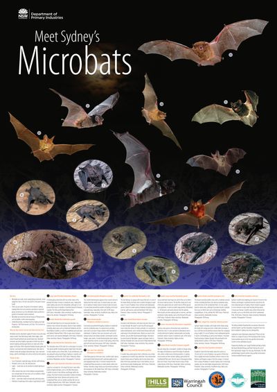 Meet Sydney's Microbats poster: photographs and descriptions of 17 microbat species found in the Sydney region