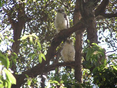 Two juvenile powerful owls perched together in a tree in the reserve