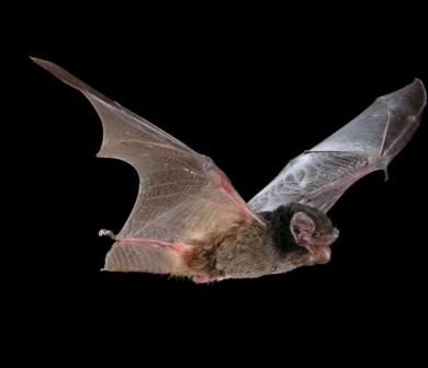 Goulds wattled bat