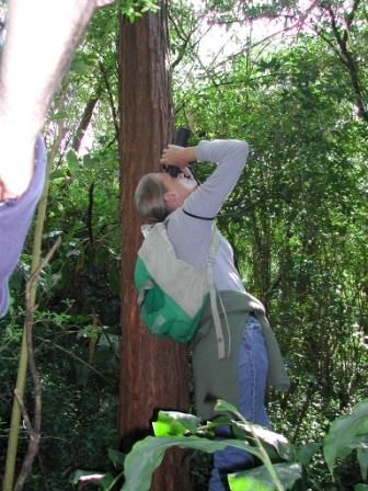 A researcher studying flying-foxes