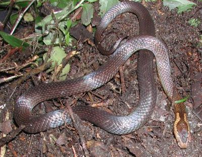 A golden-crowned snake on leaf litter