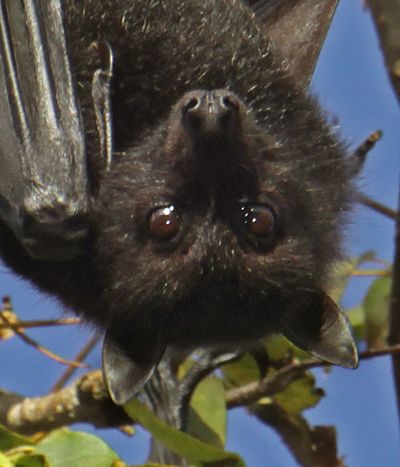 Black flying-fox close-up.
