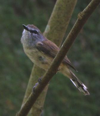 A brown gerygone perched on a twig