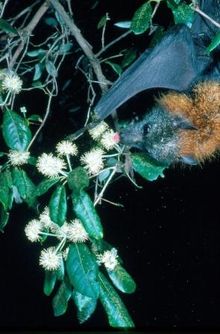 Turpentine_and_pollen_DW_compressed.jpg