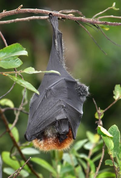 Grey-headed flying-fox sleeping.
